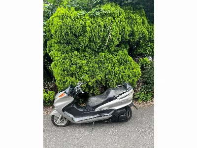 Yamaha MAJESTY 250